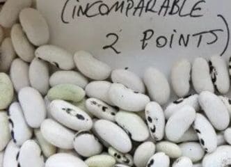 Afbeelding oogstperiode BOON, Struikboon - Incomparable ou Deux Points